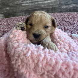 Clara - Apricot female Goldendoodle puppy in Lowville, New York from Adirondack Goldendoodles