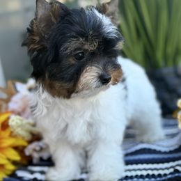 Girl 2 - Black tan and white female Biewer Terrier puppy in Lathrop, California from Forever Charmed