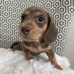 Elena - Chocolate and tan female Dachshund puppy in Madera Acres, California from All Star Corgis