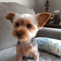 Holli - Yorkshire Terrier