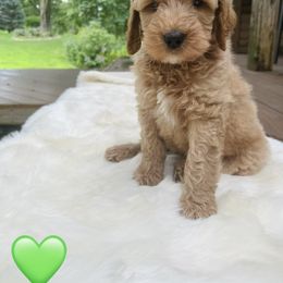 Bernedoodle Puppies from Pippi's Puppies