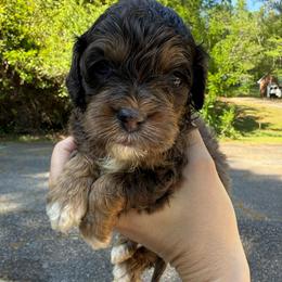 Port - Merle male Cockapoo puppy in Williamston, South Carolina from Sassy Bob’s Dogs
