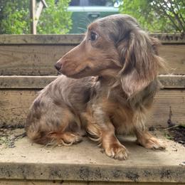 Bradley - Dachshund