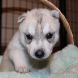 Haunter - Gray and white male Siberian Husky puppy in Le Sueur, Minnesota from Tevana Siberians LLC