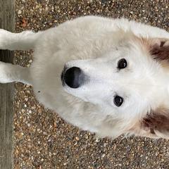 Anya - Berger Blanc Suisse