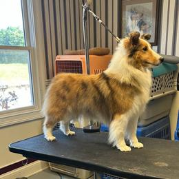Shetland Sheepdog puppies from Seascape Shetland Sheepdogs