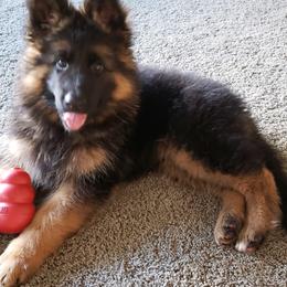 German Shepherd Puppies from Silver Knight Shepherds