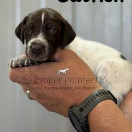 Catfish - Liver roan male German Shorthaired Pointer puppy in Six Mile, South Carolina from The Proper Pointer Co.