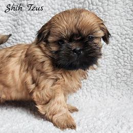 Shih Tzu Puppies from Beirin Breige Shih Tzus