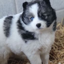 Black agouti female - Wolf sable Pomsky puppy in Gladstone, Virginia from Rustic Charms Miniature Huskys