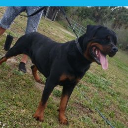 Falcon - Rottweiler