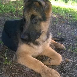 German Shepherds from Vom Wagners German Shepherds