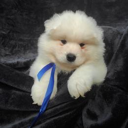 Samoyed Puppies from Limelight Samoyeds
