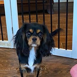 Anastasia - Black and tan female Cavalier King Charles Spaniel puppy in Salt Lake City, Utah from Cavaliers Love