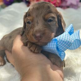 Kobe - Fawn (Isabella) male Dachshund puppy in Lakeland, Florida from Elite Doxies Florida