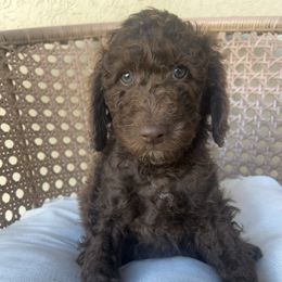 Cooper - Cafe au lait male Poodle puppy in Tucson, Arizona from Desert Doodles + Poodles