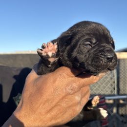 Boy 3 - Cane Corso puppy from Busch Kennels LLC