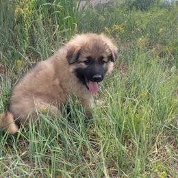 Red Collar - Sable male German Shepherd puppy in Durango, Colorado from Silver Starr Shepherds
