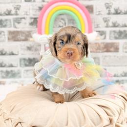 Bingo - Merle female Australian Labradoodle puppy in Taylor, Michigan from Mi Best Doodle Ever, LLC