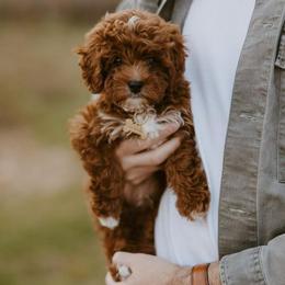 Cavapoo Puppies from Family Raised Mini Cavapoos