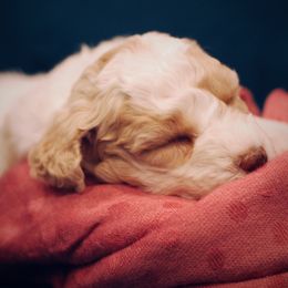 Poodle Puppies from Reuter Clan Poodles