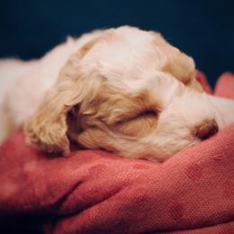 Poodle Puppies from Reuter Clan Poodles