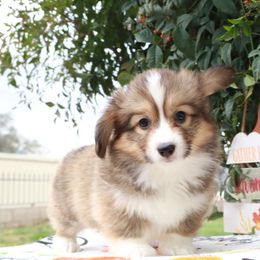 Pink collar sable fluffy - Sable female Pembroke Welsh Corgi puppy in Caliente, California from Rafter Cross 7