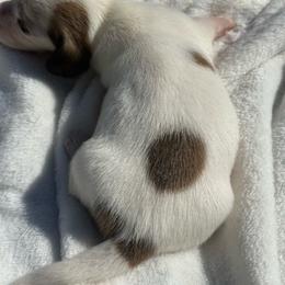 AKC Shaded red piebald smooth coat - Piebald female Dachshund puppy in Anderson, California from Golden Paws Dachshunds