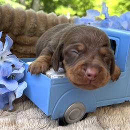 Atticus AKC - Chocolate and tan male Dachshund puppy in Hendersonville, North Carolina from Snarky Doxy Miniature Dachshunds