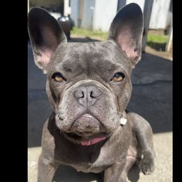 Arya - French Bulldog