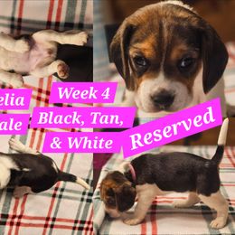 Ophelia-Pink-Female - Black tan and white female Beagle puppy in Bemidji, Minnesota from Nse Farms Beagles
