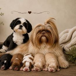 Shih Tzu puppies from Shih Tzu Puppy in Orlando
