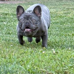 ZaZu - Blue female French Bulldog puppy in Wolf Creek, Oregon from Dejah Bleu Bulldogs