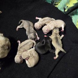 Chinchilla Boy (blue) - Cream male Pug puppy in Tulsa, Oklahoma from Locust Creek Pugs
