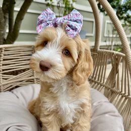 Shekel - Apricot female Australian Labradoodle puppy in Morgan Hill, California from Loving Labradoodle