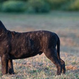 Black brindle boy 1500 - Tiger male Perro de Presa Canario puppy in Leitchfield, Kentucky from Rey Gladiador Presa Canario