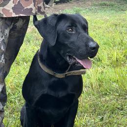 Drake - Labrador Retriever