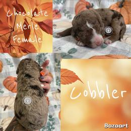 Cobbler - Chocolate merle female Bernedoodle puppy in Godwin, North Carolina from Farm Sweet Farm Doodles