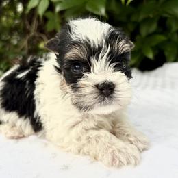 Chandler - Black tan and white male Biewer Terrier puppy in Bunnell, Florida from Royal Biewer and Royal Aussies