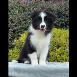 Coal - Black male Border Collie puppy in Dunn, North Carolina from Coylety Border Collies