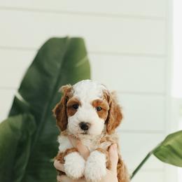 Red Boy - Parti male Goldendoodle puppy in Rio Linda, California from GoldendoodlePaw