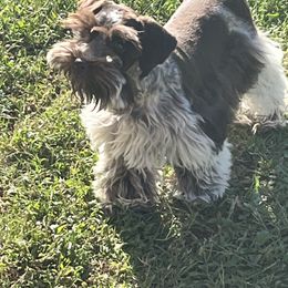 Haven - Miniature Schnauzer