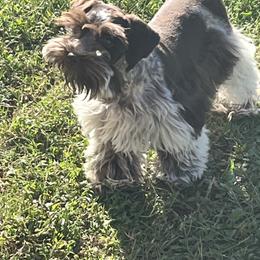 Haven - Miniature Schnauzer