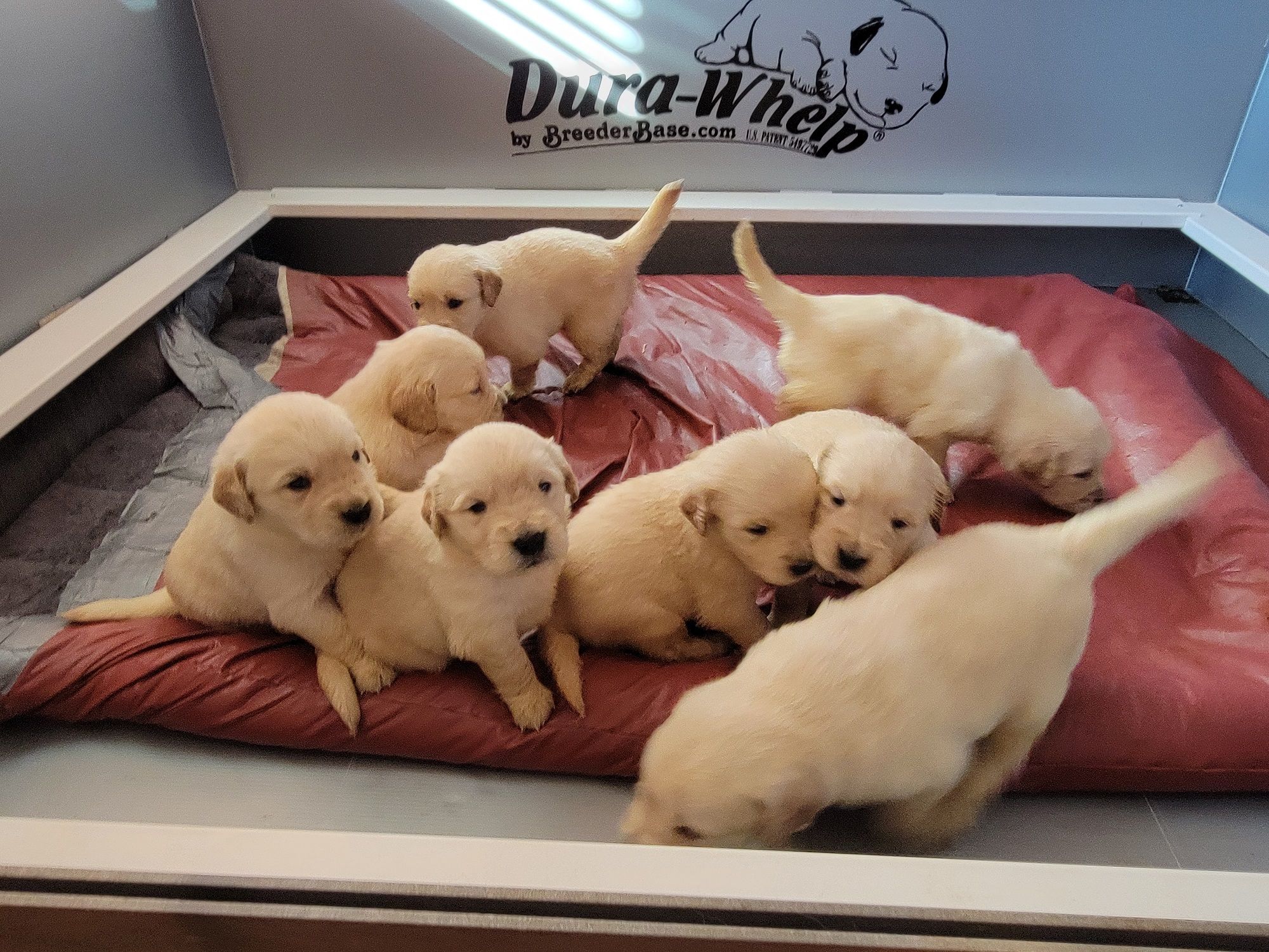 Blue ridge best sale golden retrievers