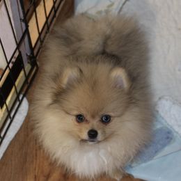 Crystal - Pomeranian