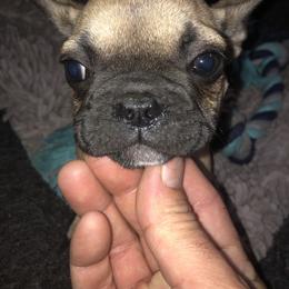 French Bulldog Puppies from 805 Founding Frenchies