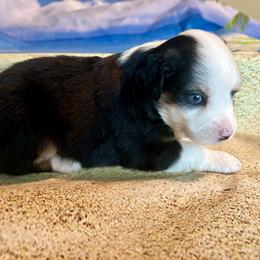 Seashell - Black tri female Miniature Australian Shepherd puppy in Port Saint Lucie, Florida from Charlene Brannon's Mini Australian Shepherds