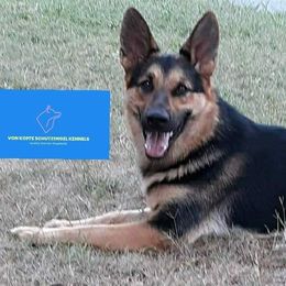 Zina - German Shepherd