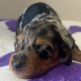 Blitz - Dapple male Dachshund puppy in Harrison, Arkansas from Dachshunds on the Hill