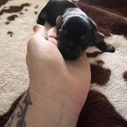 Yorkshire Terrier All Grown Up from Yorkie Love